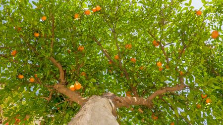 Fruit tree background. Tangerine tree background. Green leaves and ripe fruits on the tree. Harvesting concept. Green tree with fruits. Green leaves background. Tree, trunk, leaves fruits. Garden treeの写真素材