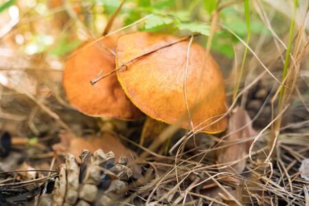 Edible mushrooms in the forest. Wild mushrooms, slippery jack, Suillus luteus. Mushroom picking outdoor activity, forest mushrooms. Mushroom season. Nature background. vegetarian food, vegan conceptの写真素材