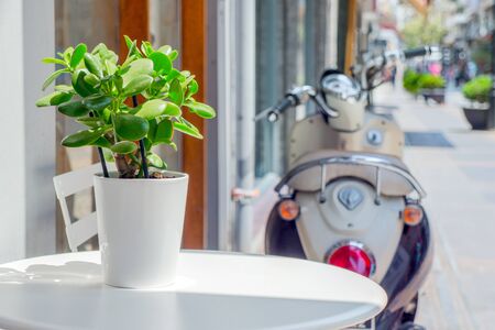 White round table with chair standing outdoor near cafe, bar, restaurant. Simple table decor with green plant in white pot on it. Pachira aquatica growing in small pot with sun lights focus on it.の写真素材