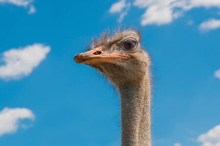 Ostrich head closeup. Ostrich head on clear blue sky. Head of largest bird on blue background. Largest bird. Wild animal. Strong beak, big eyes. Struthio camelus. Long neck and beakの写真素材