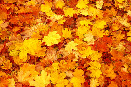 Natural abstract autumn leaves on ground. Fallen leaf fall season. Fallen leaves autumn background...