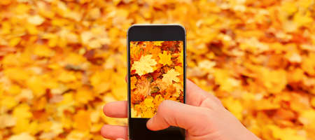 Fallen leaves autumn mobile phone mockup hand holding smartphone nature fall background leaves...