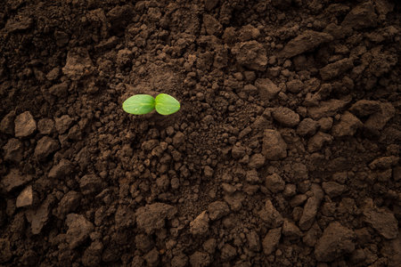 Green sprout soil plant ground earth day. Sapling young plant seedling growing sprout plant growing nature. Vegetable seedling sprout cucumber seedling soil ground sapling grow organic soil backgroundの写真素材