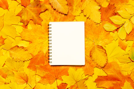 Mockup notepad leaves pattern autumn leaves background. Sketchbook on autumn background fall season. Paper notebook on autumn foliage background. Fallen leaves with sketch book. Flat design. Top viewの写真素材