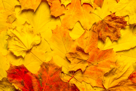 Fallen leaves on ground autumn background fall nature autumn foliage maple background. Abstract maple leaves pattern autumn leaves background. Abstract fall season. September, october, novemberの写真素材