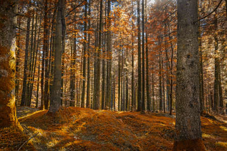 Orange foliage in an italian forest in the mountain の写真素材