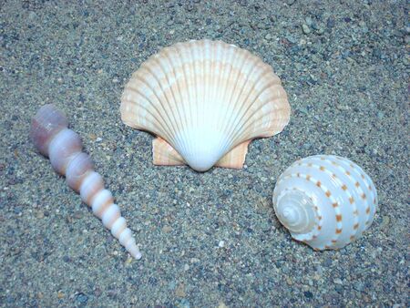 A variety of different seashells on coarse gray sand taken in Washington State.