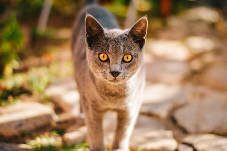 Grey furm yellow eyes staring cat portrait in garden with shallow depth of fieldの写真素材