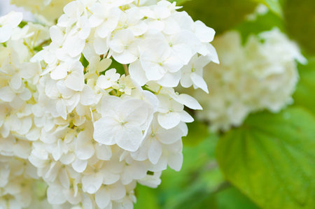 Flower background with white Hydrangea flower in the summer gardenの写真素材