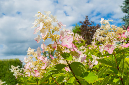 Flowers of Hydrangea paniculata in the garden