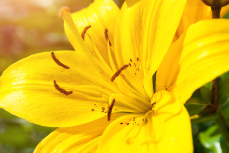 Spring flower background. Lily flower of yellow color blooming in the spring gardenの写真素材