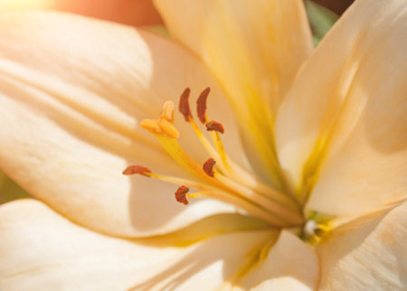 Lily flower of peach color blooming in the garden. Selective focus at the lily flower stamensの写真素材