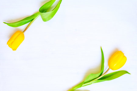Summer flower background - composition made of yellow tulip flowers on the white background. Flat lay, top view, space for textの写真素材