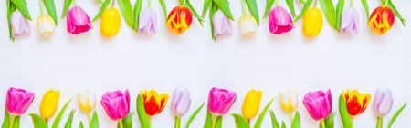Spring background, spring tulip flowers on the white wooden background, spring border. Spring flower background with multicolored tulip flowersの写真素材