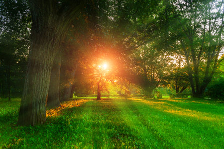 Summer landscape - colorful summer city park with deciduous green trees and sunset light breaking through the tree branchesの写真素材