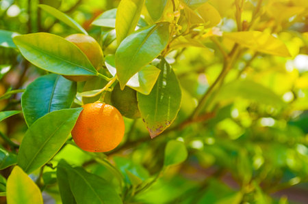 Cumquat fruit in summer garden. Fortunella japonica kumquats growing in the summer gardenの写真素材
