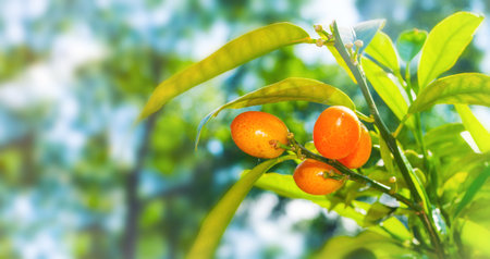 summer background. Kumquat fruits in summer garden, closeup. Fortunella margarita kumquats, cumquats foliage and orange fruits on kumquat summer tree, summer garden background, free space for textの写真素材