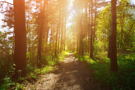 Forest sunny landscape - trees row and pathway lit by bright sunlight. Spring colorful forest landscape.の写真素材