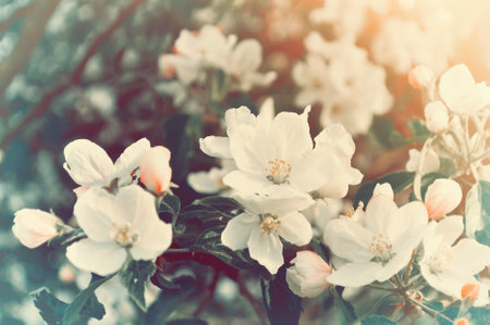 Spring blooming apple flowers - natural spring floral background in vintage tonesの写真素材