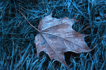 Autumn maple leaf covered with white frost. Autumn November scene with autumn leaf on the dry grass