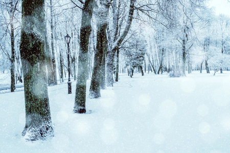 Winter landscape scene, snowy winter trees in the park. Winter snowy scene in cold winter day