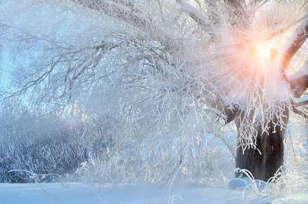 Winter forest nature, winter beautiful tree in cold winter forest. Landscape winter forest scene in cold weather. Snowy trees in the forestの写真素材