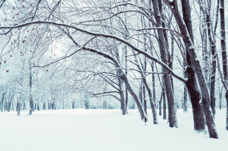 Winter trees landscape, snowy city park in cloudy day, winter forest park, cold tones appliedの写真素材