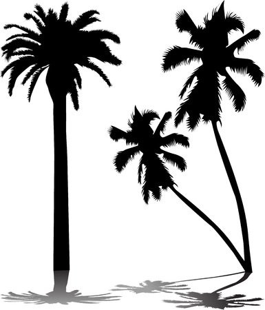 Palm Treeのイラスト素材