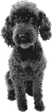 Poodle - vector workのイラスト素材