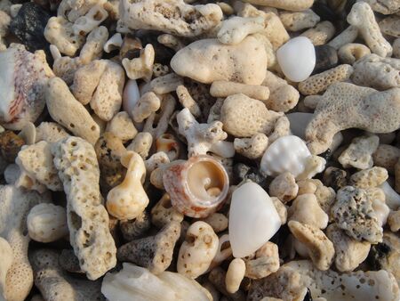 seashells backgroundの写真素材