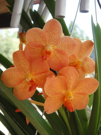 Orange orchidの写真素材
