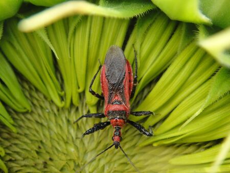 bug with sunflowerの写真素材