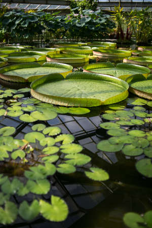 Victoria Amazonian water lily in a pool of a botanical garden. High quality photo
