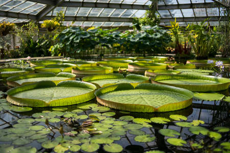 Victoria Amazonian water lily in a pool of a botanical garden. High quality photoの写真素材
