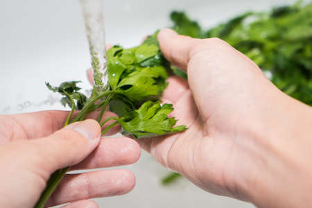 hands and parsley under running water. Wash greens. Girl washes parsleyの写真素材