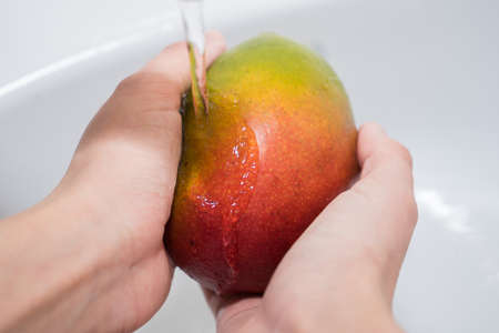 hands and red-green mango under a stream of water. Girl washes mangoesの写真素材