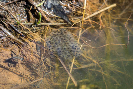 frog caviar in the water. The birth of frog tadpoles in the pond. High quality photoの写真素材