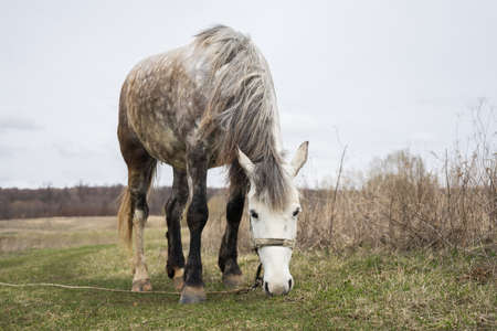 White horse eats grass on a green field. A tethered horse is walking in a meadow with grass. Pet mount on a leash. High quality photoの写真素材