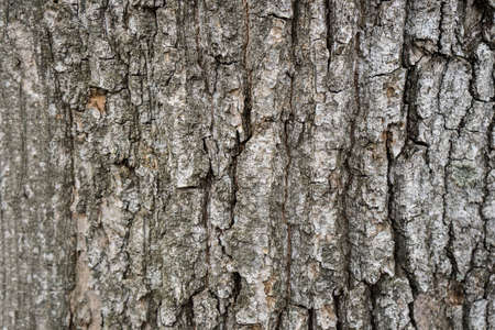 Wood bark texture on background. Tree on wallpaper. High quality photoの写真素材