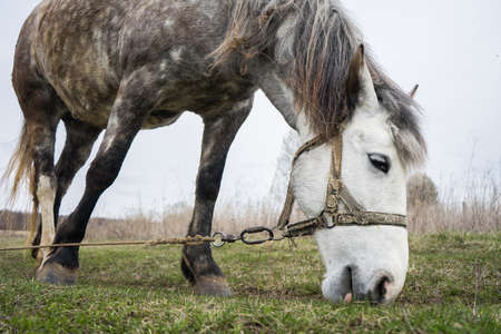 White horse eats grass on a green field. A tethered horse is walking in a meadow with grass. Pet mount on a leash. High quality photoの写真素材