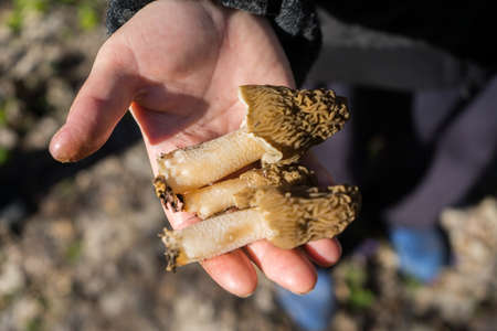Morchella mushroom in the hand. Assortment of morel mushrooms.