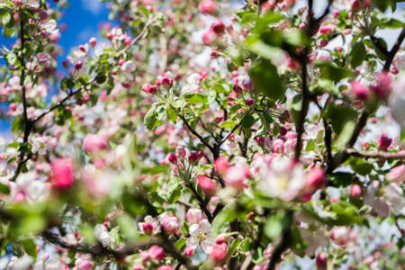apple tree blossom in spring. Pink Blooming apple tree. Bloom close up. Pink flowers of apple tree....