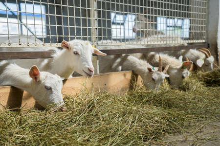 White goats on a goat farm. Goats grown for milk eat hay on a farm. Livestockの写真素材