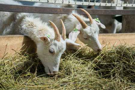 White goats on a goat farm. Goats grown for milk eat hay on a farm. Livestockの写真素材