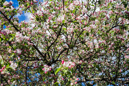 apple tree blossom in spring. Pink blooming apple tree. Bloom. Pink flowersの写真素材