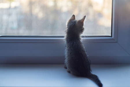 Sad brown kitten sits and looks out the window. Short hair cat on the windowsill