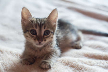 Little cute brown kitten is sitting on the bed. Little Short hair cat on the bed