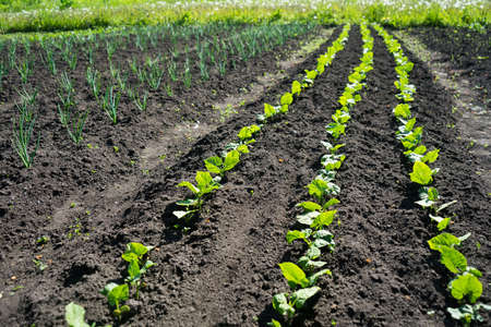 Microgreens in the vegetable garden. Green salad in the garden. Gardening