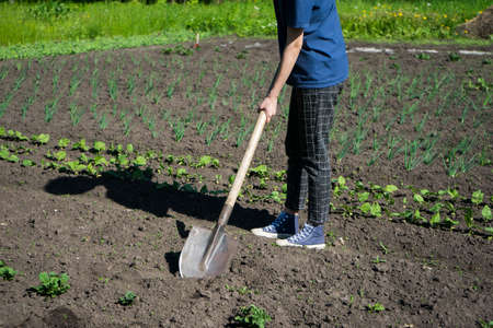 girl farmer digs in the vegetable garden. Growing plants in your backyardの写真素材