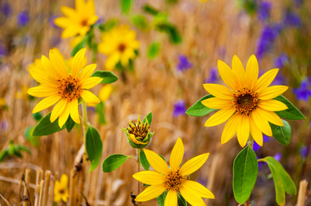 Small sunflowers on the background of wheat and blue fine flowers